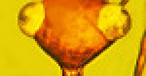 Ancient, scary and alien-looking specimen forms a rarity in the insect world - a new order | Newsroom