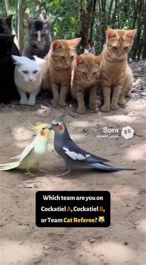 Two Cockatiels Arguing While a Circle of Curious Cats Watches