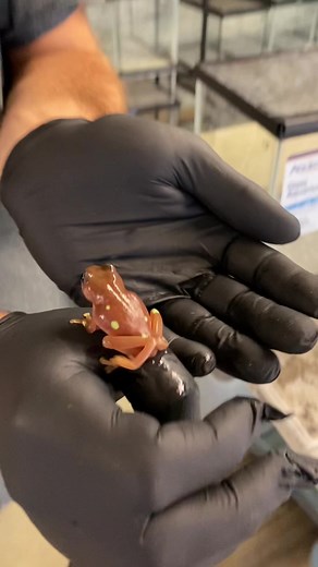 Unique White's Tree Frogs Varieties Showcase | Josh's Frogs