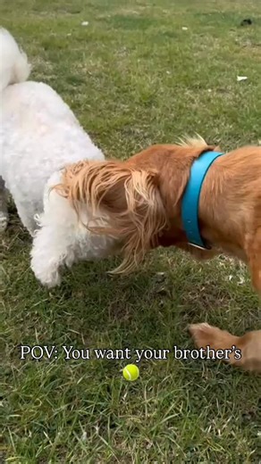 I can’t get the Step Brothers intro out of my head 😂 | Millington's Magical Barn