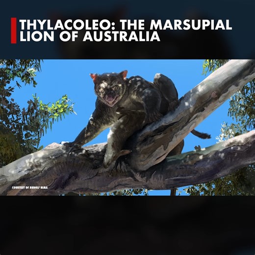 210K views · 3.6K reactions | This is the largest carnivorous mammal Australia has ever seen. #australia #thylacoleo #paleontology #paleo #australia | Animalogic | Facebook