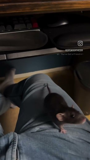 I ain’t lettin no rat get up on me #rat #viral #viralvideos #viralreels