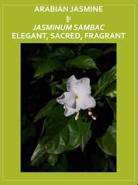 10 Flowers of Cambodia - Beauty in Every Petal