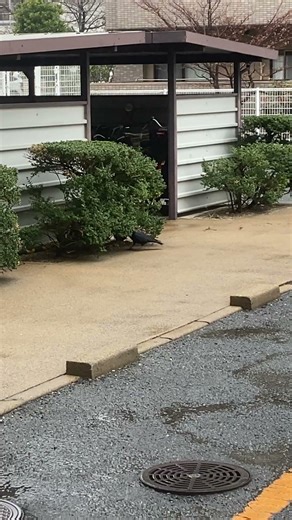 雨の中、質の良い枝を物色する職人カラス