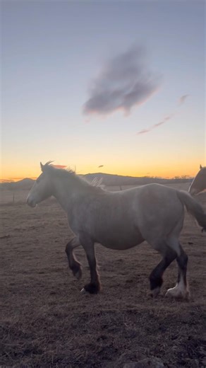 🌅 #therealhorsejourney #fun #horses #spring #sunset