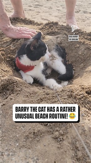 The cat looks so smug 😏🏝️ | Pubity