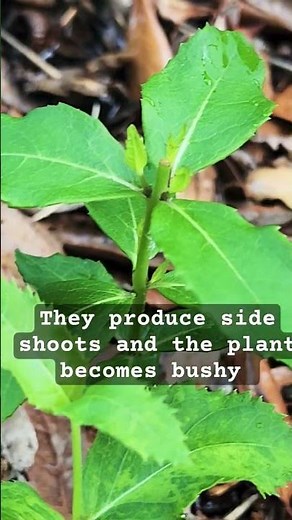 How to pinch your plants for more blooms.