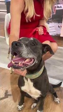 A dog named Delightful is up for adoption