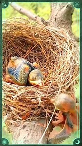 Animal Planet TV on Reels