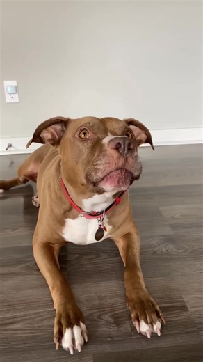 Math with Penny (Part 1 1) | Happy puppies