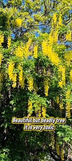 The Most Beautiful Poisonous Tree You've Ever Seen
