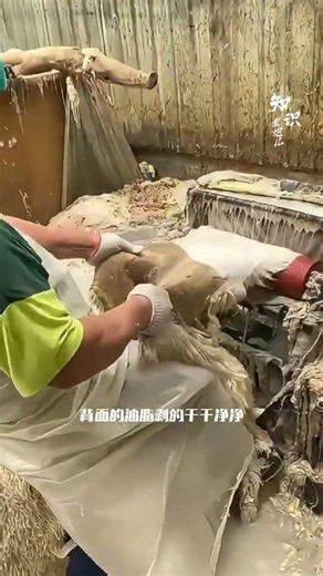 散发怪味儿的生羊皮，如何变成昂贵的羊皮大衣和地毯？#涨知识 #科普一下 #每天一个科普小知识 #百科密码 #科普 #科普知识