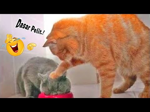HOLD ON YOUR LAUGH! 😂 10 Minute Compilation of Hilarious Cat Videos That Will Make You Laugh
