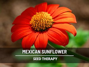 Mexican Sunflower Seeds – Heirloom, Vibrant Red Blooms, Drought Tolerant, Medicinal Plant, Garden Favorite | 50 Seeds - Etsy