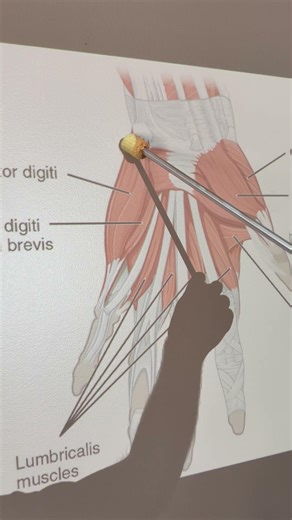 Abductor Digiti Minimi (Hand) #kinesiology #anatomy #anatomyshorts #science #anatomystudy