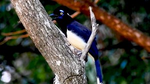 绒冠蓝鸦 Cyanocorax chrysops （yt@faunaandflora