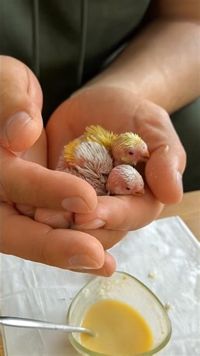 2 Orphaned Babies… Alive 🐥 #babybudgie #birdcare #birdlovers