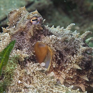 5.7K views · 40 reactions | Check out how this octopus changes the...