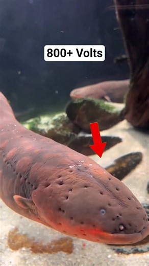 How do Electric eels produce electricity. #facts #animals