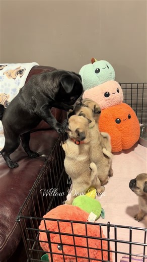 My 18 week old greeting my 7 week olds. She’s so gentle 🥰🖤