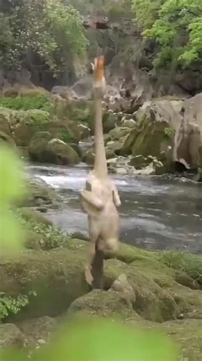 This is a palm technique that falls from the sky!#kungfu