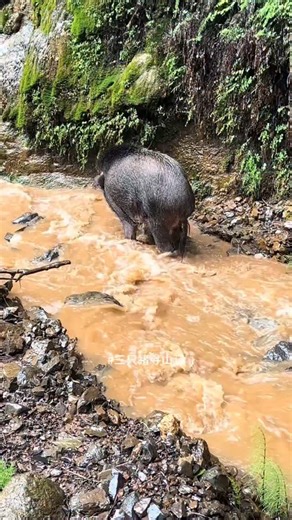 Pig Strong | Three Pigs Seeking the Mountain Big Wild Boar There Must Be a Road Before the Pigs Go to the Mountain There is Always a Stupid Pig in My... | Instagram