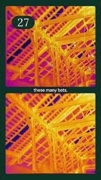 Counting bats in the dark