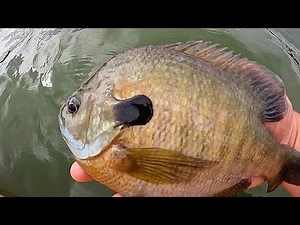 How to Catch LIMITS of BIG Bluegill!