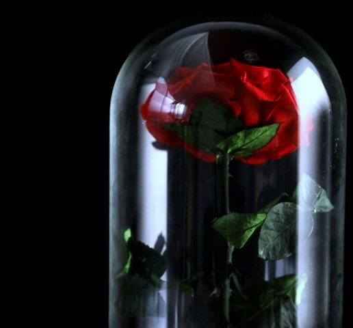 Amazon.com: Eternal Forever Preserved Rose, Infinity Rose in Glass Dome, Made from Real Fresh Rose Valentines Day, Mother Day Anniversary Romantic Gifts for Her (Red) : Home & Kitchen