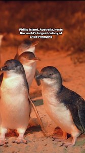 Phillip Island, Australia, hosts the world's largest colony of Little Penguins. #fblifestyle | Australia-Phil