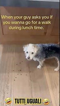 Dog’s Hilarious Reaction When They Hear “Let’s Go!” 😂 | Funny Dog Video 2025 🐾🔥