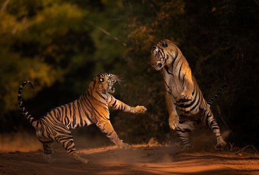 Stunning Collection of Tiger Photos Aims to Raise Money for Endangered Species