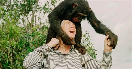 Remembering Jane Goodall in photos: the conservationist renowned for chimpanzee research