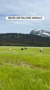 Far from it actually! Bears are inherently social animals. Their entire existence relies on a dominance hierarchy, a complex social structure that determines who gets to eat, who gets to mate, who can play, etc. Early in the summer on Alaska’s Bear Coast, we see bears congregate for mating and grazing season. During this time, bears often spend lots of time in close proximity to each other as they kickstart their digestive system by eating protein rich fibrous grasses while they look for potenti