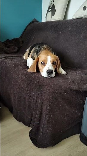 30 sec day 2 of diet beagle #beagle #dog #chien #dogshorts #犬