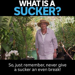 9.7K views · 173 reactions | How do you deal with suckers? | Gardening Australia | Facebook