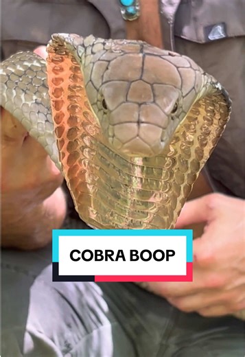 La toute première compilation 2026 des meilleurs BOOP de Janvier dont vous ne saviez pas avoir besoin !! Give me your best BOOP in the comments section • #cobra #boop #yoink #lesvideosdeloic #animauxsauvages