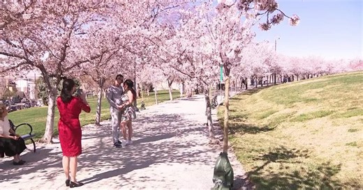 Unusually warm weather causes the Utah Capitol's famous cherry blossoms to bloom early