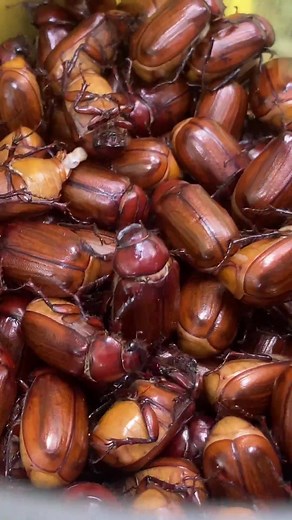 Food & Cook នៅលើ TikTok