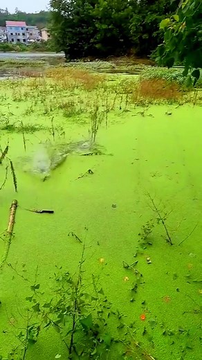 I fishing fish an abandoned fish farm#foryoupage #fishingchallenge #fypシ #fyp