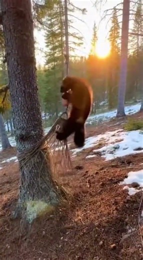 Wolverines are too gluttonous.クズリは食欲旺盛すぎる。