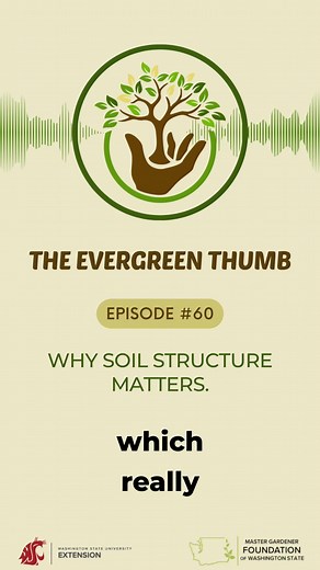 Did you know that the way your soil is built affects everything in your garden? 🌿 In this reel, we break down soil structure—how sand, silt, clay, and organic matter form aggregates that control water flow, root growth, and overall plant health. Learn why understanding soil structure is one of the most important steps to a thriving garden. 🎧 Listen to the full episode on your favorite podcast app or at https://buff.ly/qUH1IEr | The Evergreen Thumb