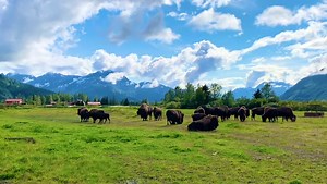 3.8K views · 644 reactions | Wood bison, North America’s largest land...