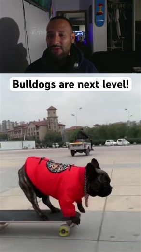 Bulldogs going wild! #skate #skatebord #dog #bulldog