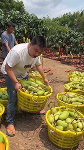 19K views · 1.1K reactions | Fruits Man on Reels | Facebook