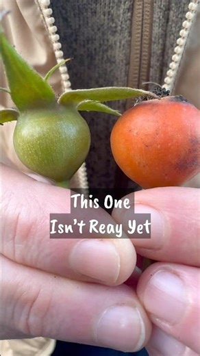 When a Rose Hip is Ready 🌹#roseseeds #growingroses #therosedude #shorts