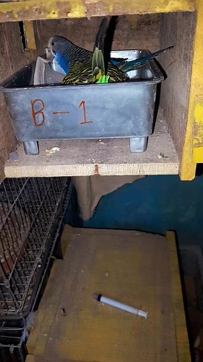 160K views · 3K reactions | Budgerigar Baby || bird solution ||...