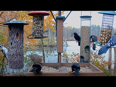 Common Feeder Birds Flock To Cornell FeederWatch Cam On Autumn Morning – Oct. 29, 2024