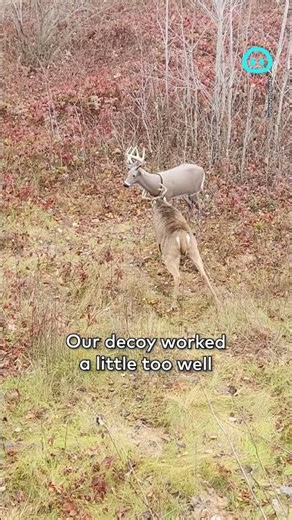 Angry Buck Destroys Deer Decoy || ViralHog Shorts