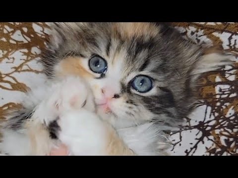 Cute and beautiful Kittens playing together, videos virale